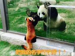中國國寶是熊貓,但很多人不清楚國鳥是啥你能猜到是啥嗎