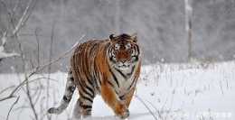 動物園裡的老虎傷人後,為何不只是懲罰,而是要殺死?原因很可怕