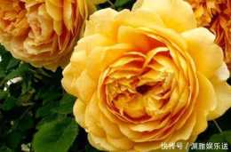 家裡養盆“黃金花”開花金燦燦，比桂花香，比玫瑰美，養上超值