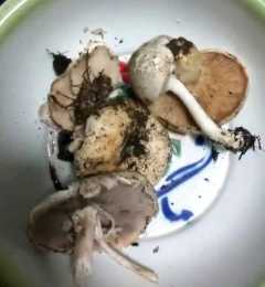 這些蘑菇都有毒，別手賤去摘，吃了分分鐘要命