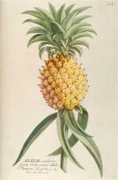 使歐洲人著迷的水果貴族---菠蘿