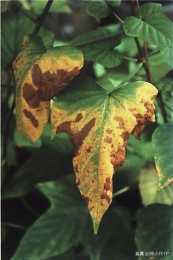 植物葉緣發枯變褐，警惕缺鉀症——“對症下藥”系列