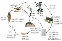 關於釋出遼寧省松材線蟲病疫點和林業檢疫性有害生物疫區的通告