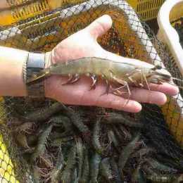 對蝦養殖過程中肝腸孢蟲問題不可小覷，不可不防