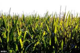 玉米優質高產栽培關鍵技術