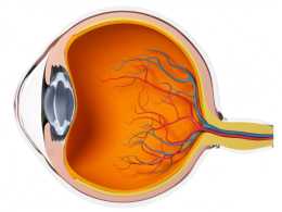 具有遺傳性的眼病——青光眼，如何防治是關鍵！收藏