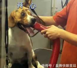 比格犬欺負寵物店新員工,洗澡時和人打架,老闆使出"揪耳神功"