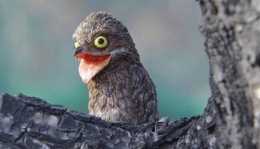 夜行性怪異鳥類,"蛋黃"眼睛灰褐色羽毛,自然界的偽裝大師
