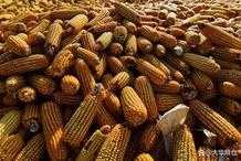 今日玉米價格！8月20日！