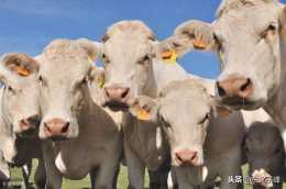 農民應該養殖什麼品種的牛？優質肉牛品種夏洛萊牛的介紹及特點！