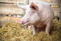 養豬知識—種類、養殖、配種等知識