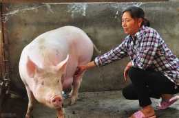 剛配好種的母豬日喂飼料1.5-2.2公斤天頭