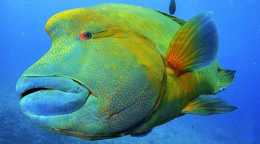 世界上最大，壽命最長的珊瑚魚——蘇眉