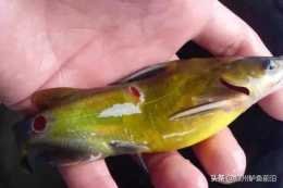 高溫季黃顙魚大量分泌黏液，造成缺氧死亡的罪魁禍首原來是車輪蟲