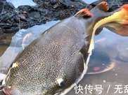 原產亞馬遜“怪異鯰魚”，如今入侵中國河流，一條1000元成稀罕物
