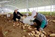 土豆播種期即將來臨，有四種肥料不適宜使用，將會降低產量和品質