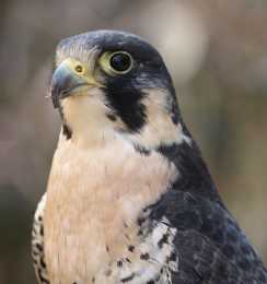 研究發現獵鷹有天然的“眼妝”來提高狩獵能力