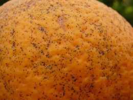 雨水多樹勢弱，當心柑橘砂皮病趁虛而入，農民如何防治？