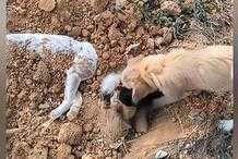 2只狗狗被毒殺，黃狗守著同伴屍體不肯離去：都曾是流浪的小可憐