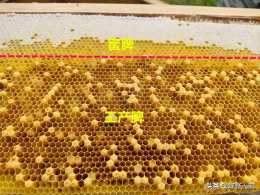 蜂群嚴重工產了怎麼辦？養蜂人需同時做好3件事