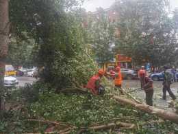 緊急“救治”！遼寧瀋陽疾風驟雨導致全市兩千餘棵樹木倒伏