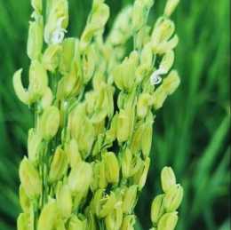 水稻生長後期“不低頭”“鷹鉤嘴”，是水稻旱青立病，如何防治？