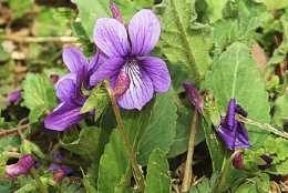 農地裡的“紫花地丁”，拔1棵少1棵，植株花朵好看，還有價值