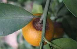 柑橘炭疽病的發生與防治