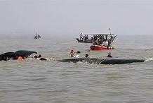 3米長！深圳海灘現抹香鯨，兩次擱淺後死亡，背後或是悲劇故事