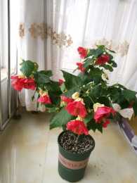 一款很火的“網紅”盆栽花，花朵奇特美麗，週年花開，室內也能養