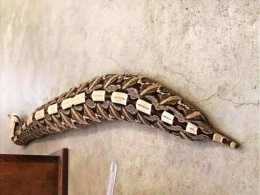 體型僅次過山風的加彭噝蝰，肥短直行似毛蟲，是毒蛇中最肥的肥宅