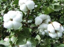 1種“植物”不僅奇特，還能製作“織物”，人稱“陸地棉”，珍貴