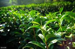如何做好幼齡期茶園管理？促使茶樹快速成園開採，以下7點很有用