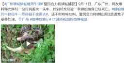 廣州增城蟒蛇纏死牛犢，母牛不捨離去 蟒蛇攻擊人類，如何破解呢？