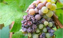 灰葡萄孢菌能幫助釀酒師們釀出世界上最好的甜葡萄酒
