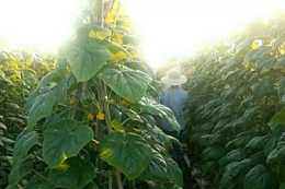 老菜農種黃瓜，架子上花多果多一派豐收景象，他是怎麼種出來的