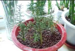 家裡養的盆栽紅豆杉怎麼防止葉子枯黃，它有什麼作用？
