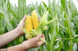 玉米主要病害防治很重要，掌握綜合防治技術，產量不怕低
