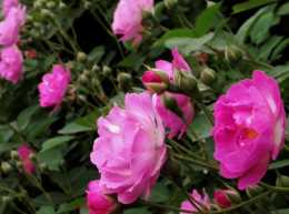 4月份，養一盆“薔薇花”正合適，附3個養護技巧