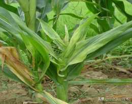 農民朋友們，玉米發生粗縮病和矮化病是種子的原因還是品種的原因
