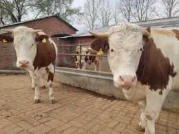 養殖西門塔爾改良牛要如何挑選呢？是不是隻要達到標準就可以呢？