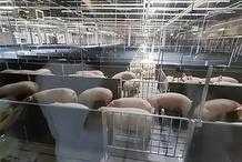 正大300萬頭生豬屠宰及食品深加工專案：智慧化屠宰保障食品安全