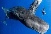 如果你被鯨魚吞進腹中該怎麼辦？這並不意味著完全沒有生存的可能