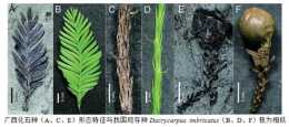 亞洲-澳洲早期植物區系交流新途徑