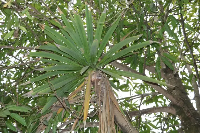 勐遠仙境植物科普-劍葉龍血樹