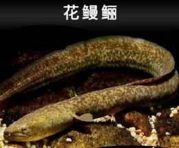 花鰻鱺是什麼動物？又名“過山龍”能捕食雞鴨上樹休息！