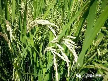 水稻出現白穗白粒空殼是什麼原因