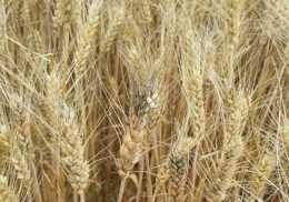小麥“嘔吐毒素”超標怎麼預防？