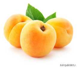 養生之桃黃桃，以香、脆、甜而聞名於世！黃桃病蟲害綠色防控技術
