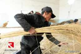 土左旗善岱鎮陝西營村：一把芨芨草 扎出致富“金掃帚”